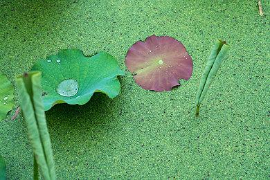 《银河文明 IV》故事驱动类DLC“半人马座传说”正式发售